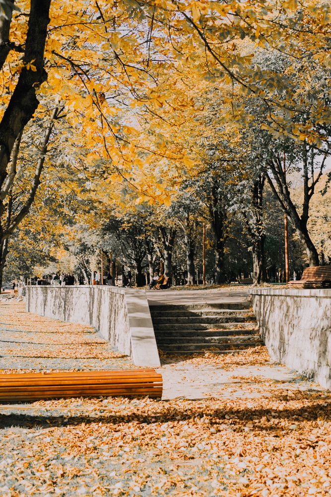 Золото листвы