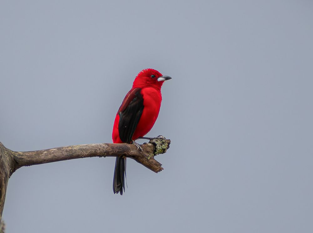 Photograph by Jean Loprete