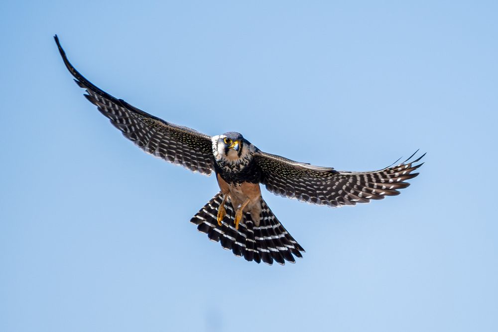 Photograph by Jean Loprete