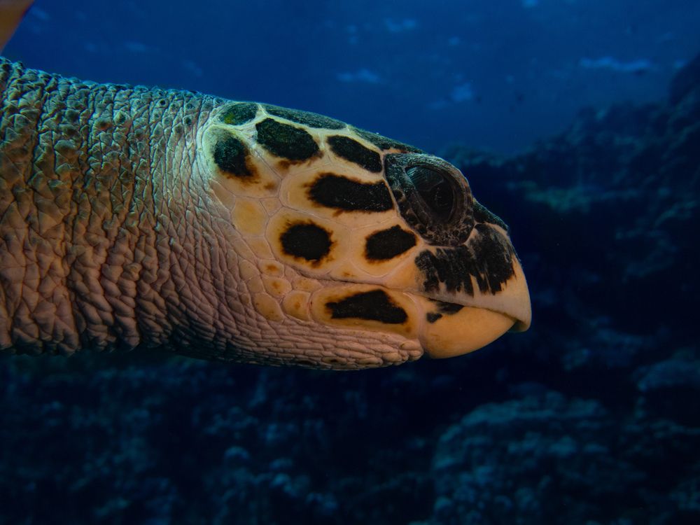 Photograph by Christian Pälchen