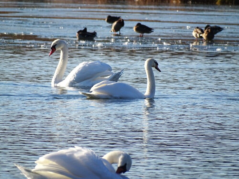 Фотография автора Николай Худяков