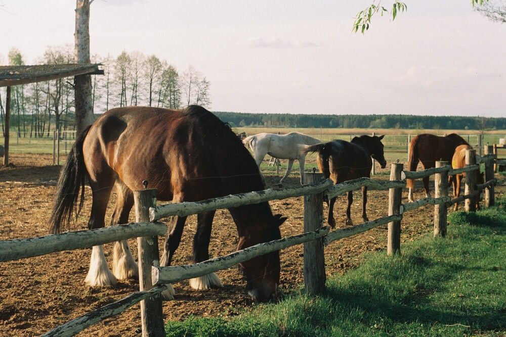 Photo #13083910