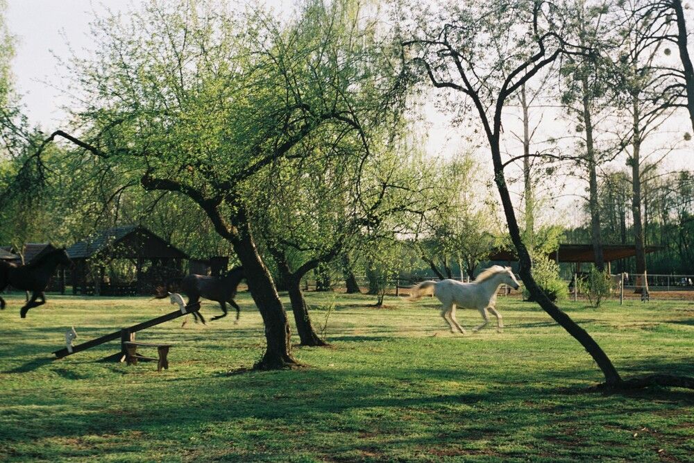 Photo #13083911