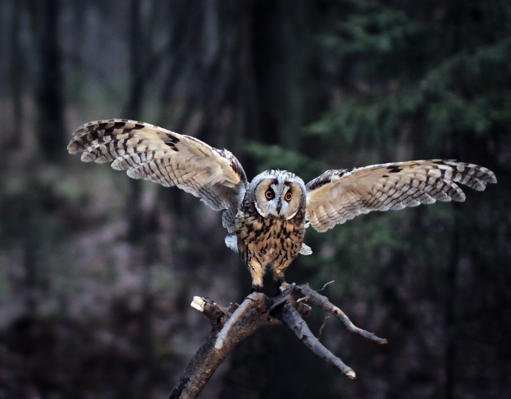 Photograph by Юлия Персинен