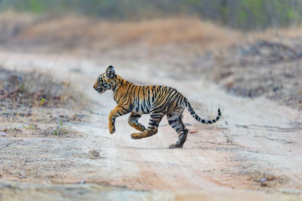 Photograph by Nitin Baste