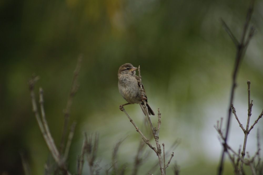 Photograph by Alexandre Pimentel