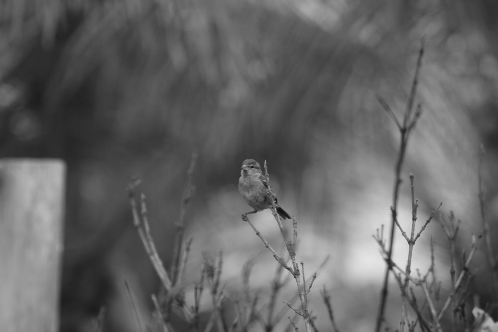 Photograph by Alexandre Pimentel