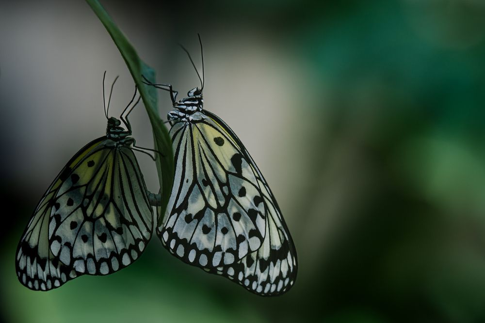Photograph by YAMAGRAPH.