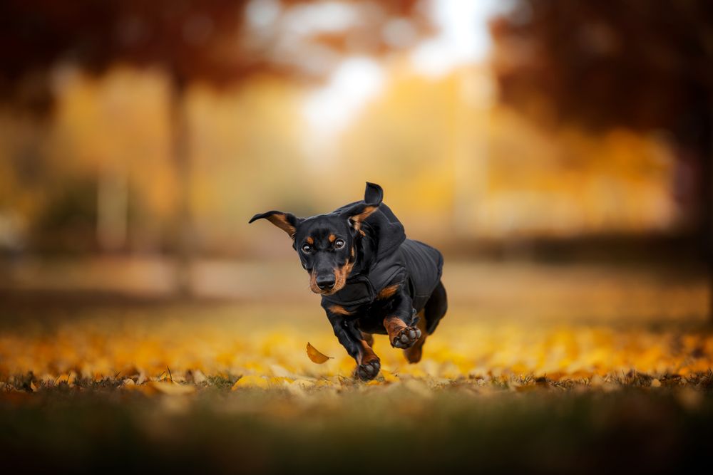 Golden Dash