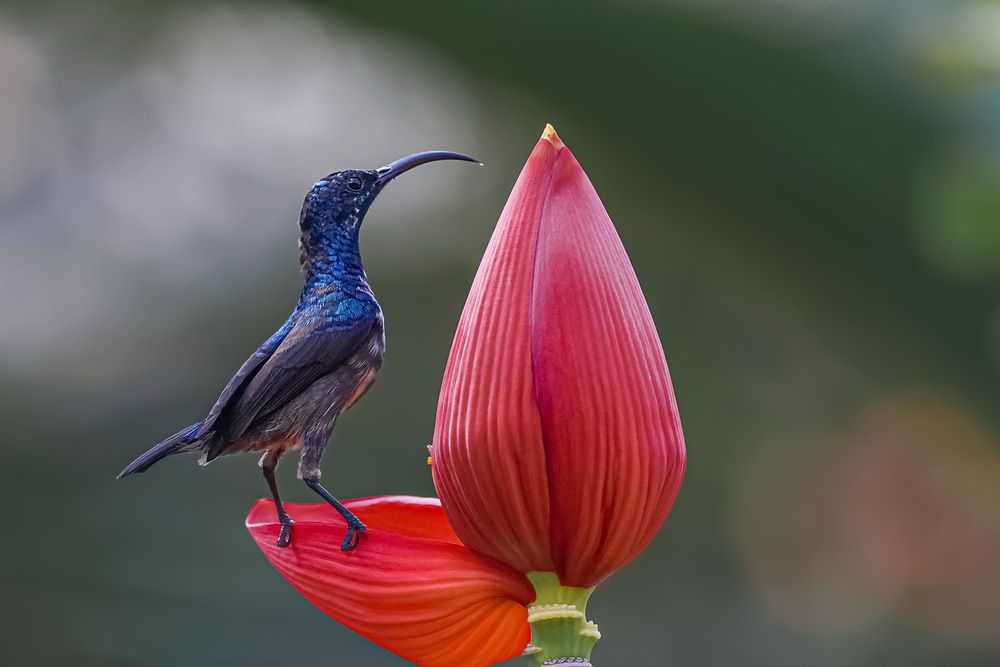 Photograph by Suresh S S