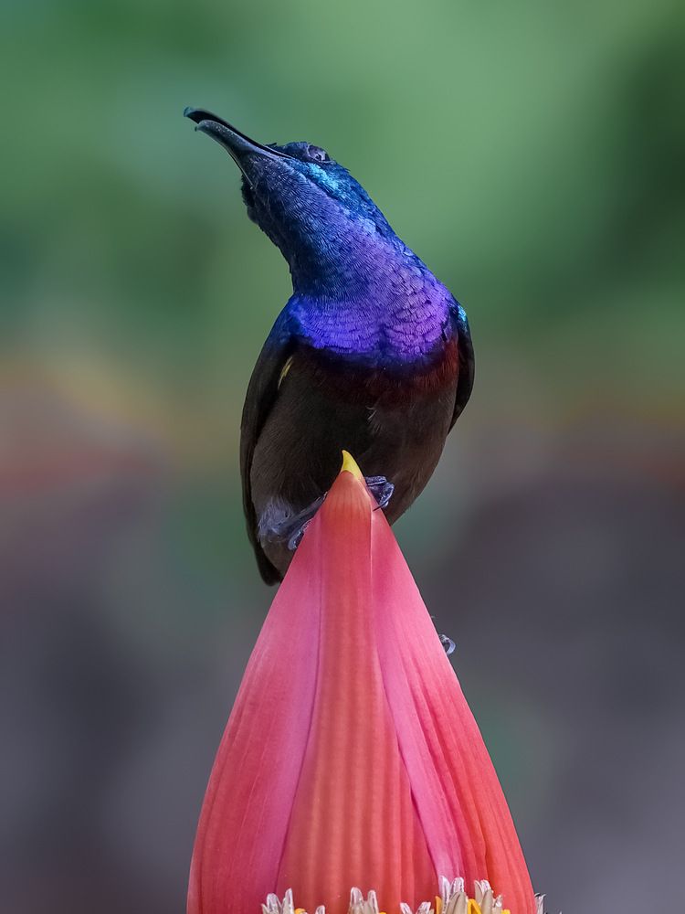 Photograph by Suresh S S