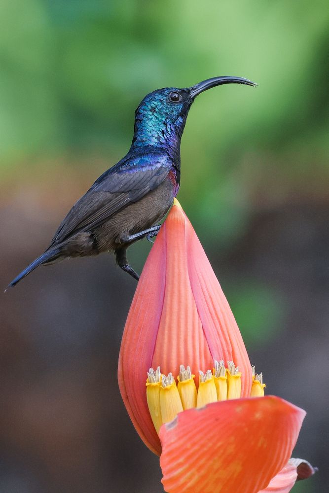 Photograph by Suresh S S