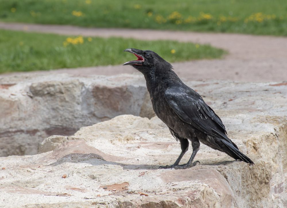 И ворон крикнул – Nеvеrмоrе