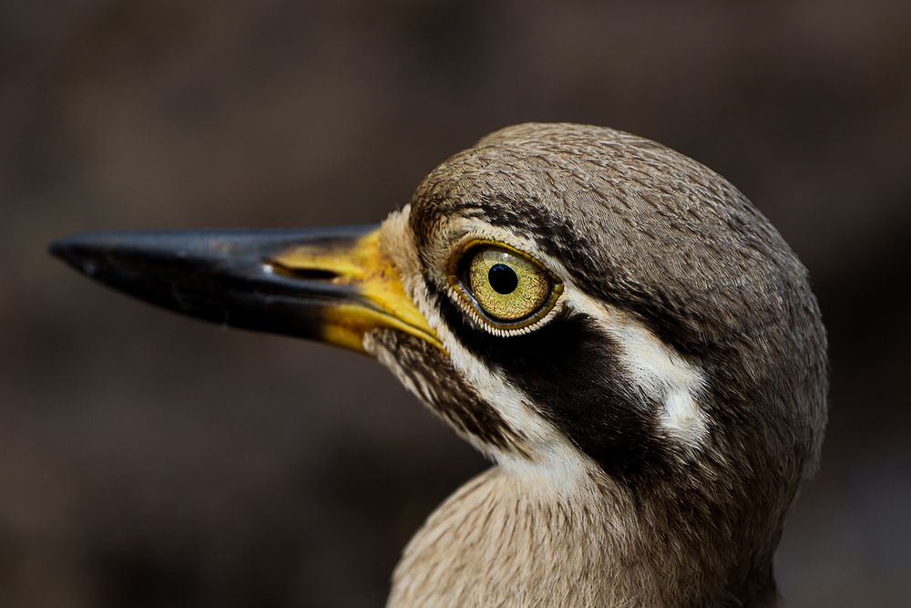 Yellow Eye