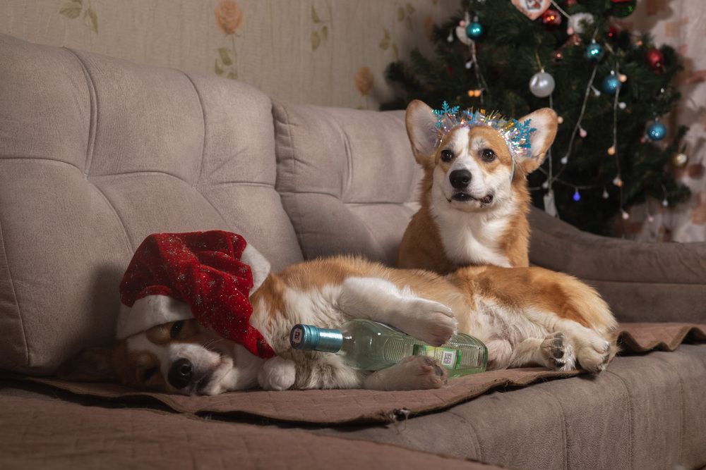 Фотография автора Елена Попова