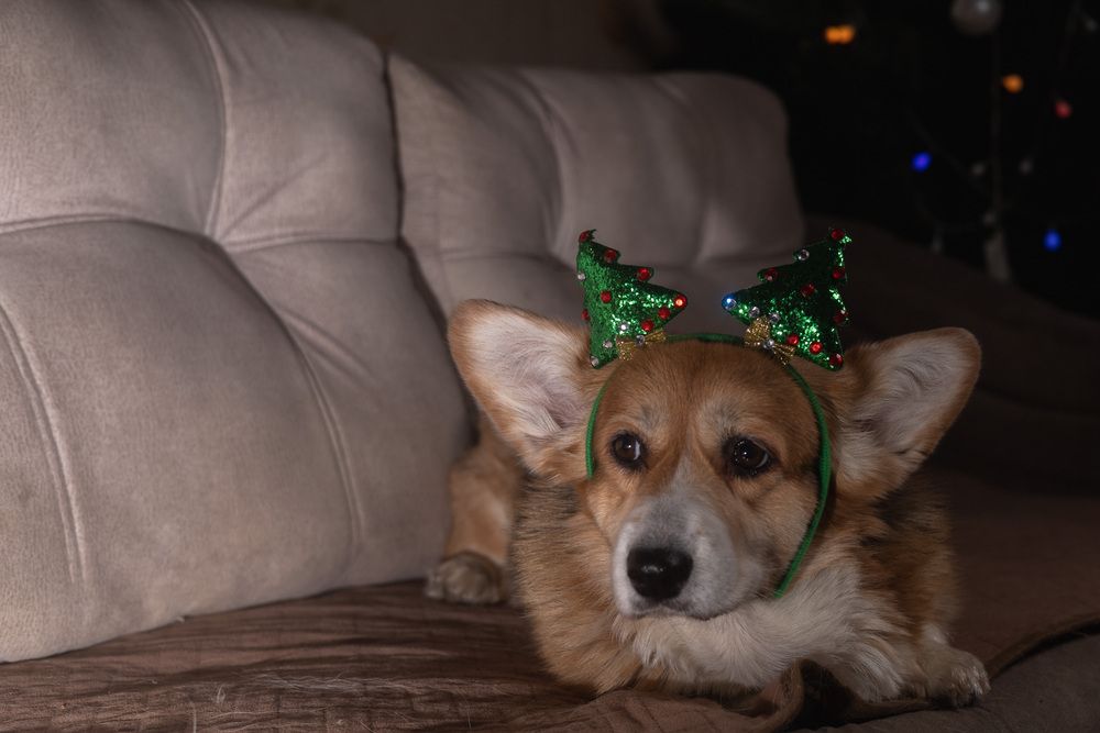 Фотография автора Елена Попова