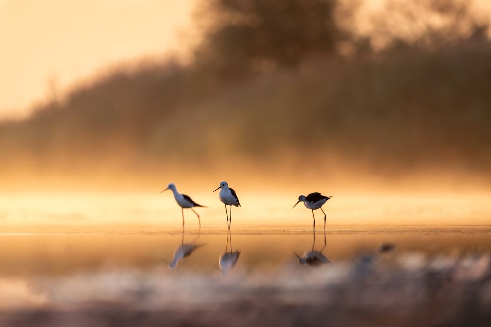 Photograph by Szekely Janos