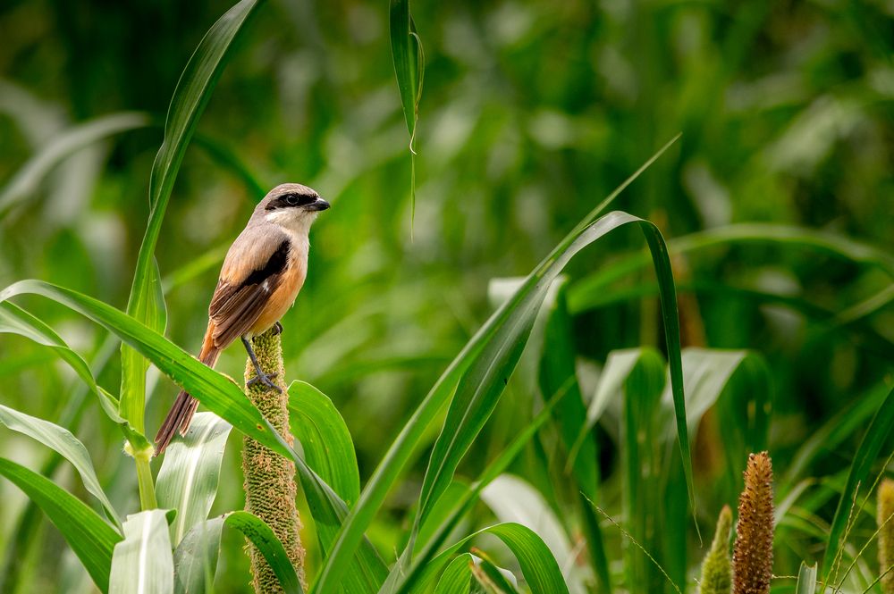 Photograph by Kirtesh Mahant