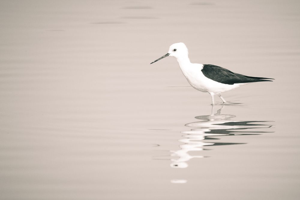 Photograph by Kirtesh Mahant