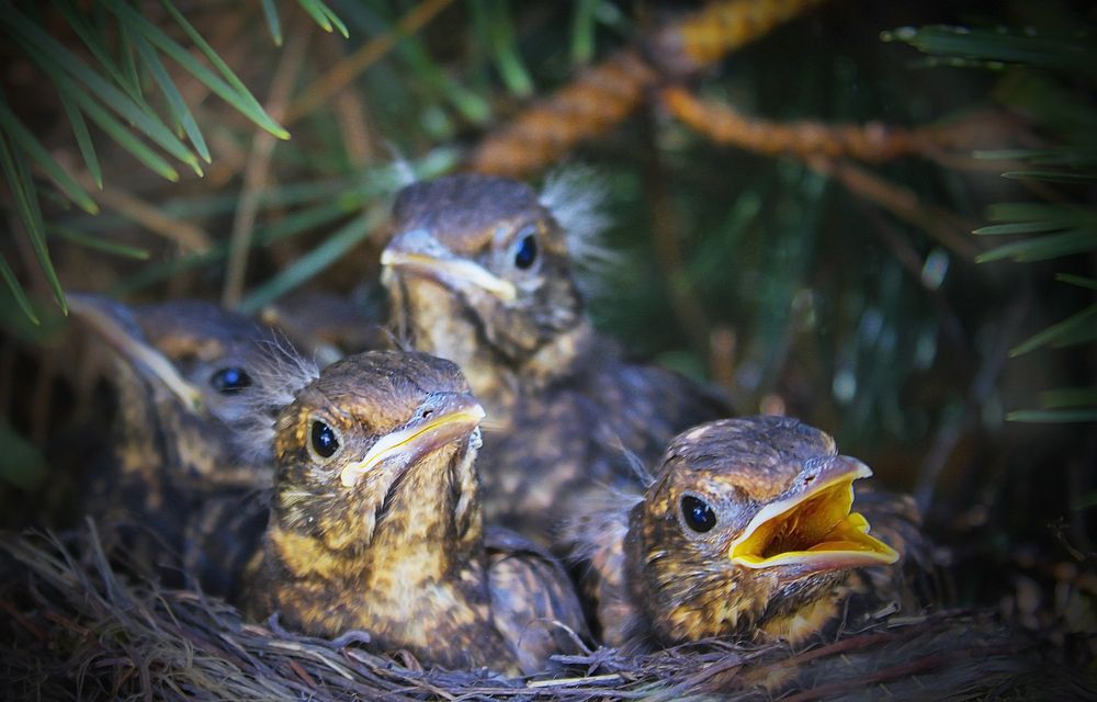 Blackbird nest