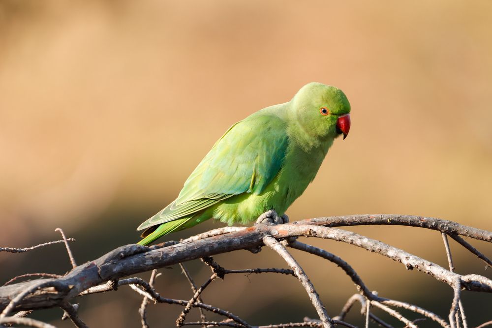 Фотография автора Ivan Logvynenko