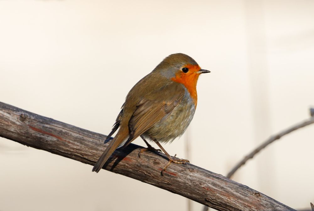 Фотография автора Ivan Logvynenko