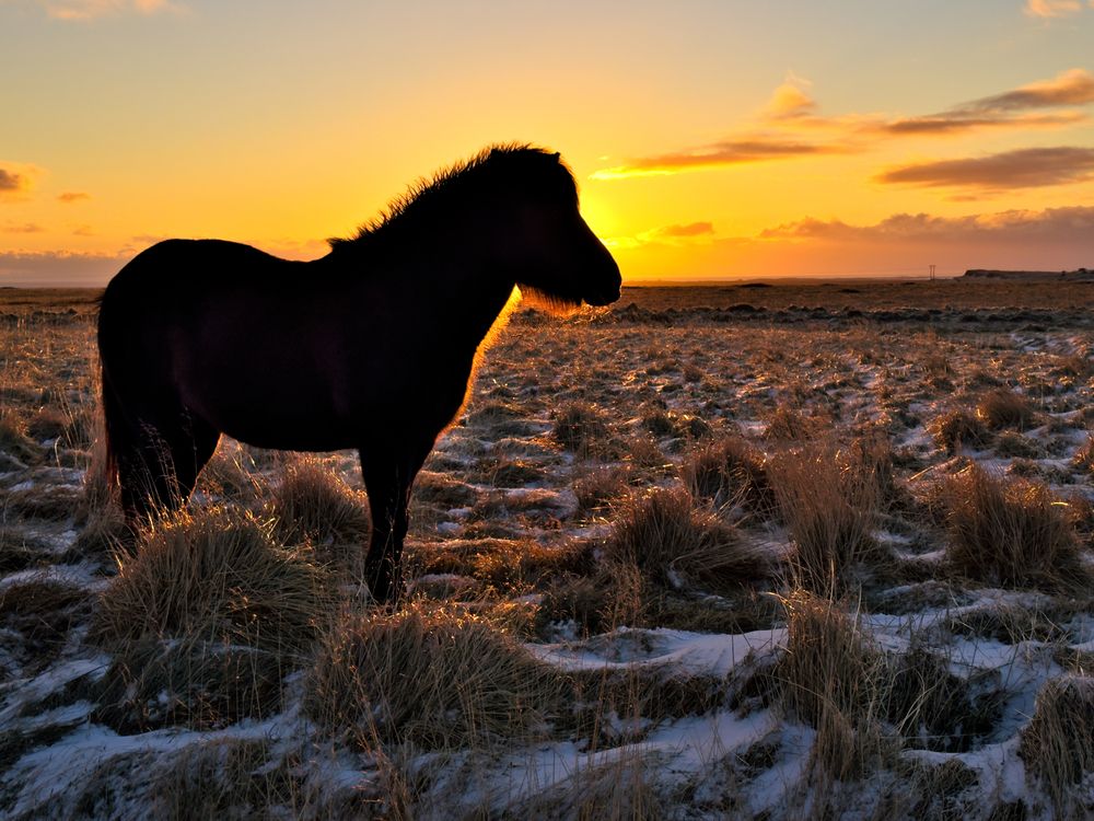 Фотография автора Aman Wilson