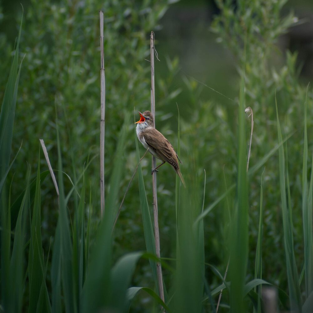 Photograph by Milan Đorđević