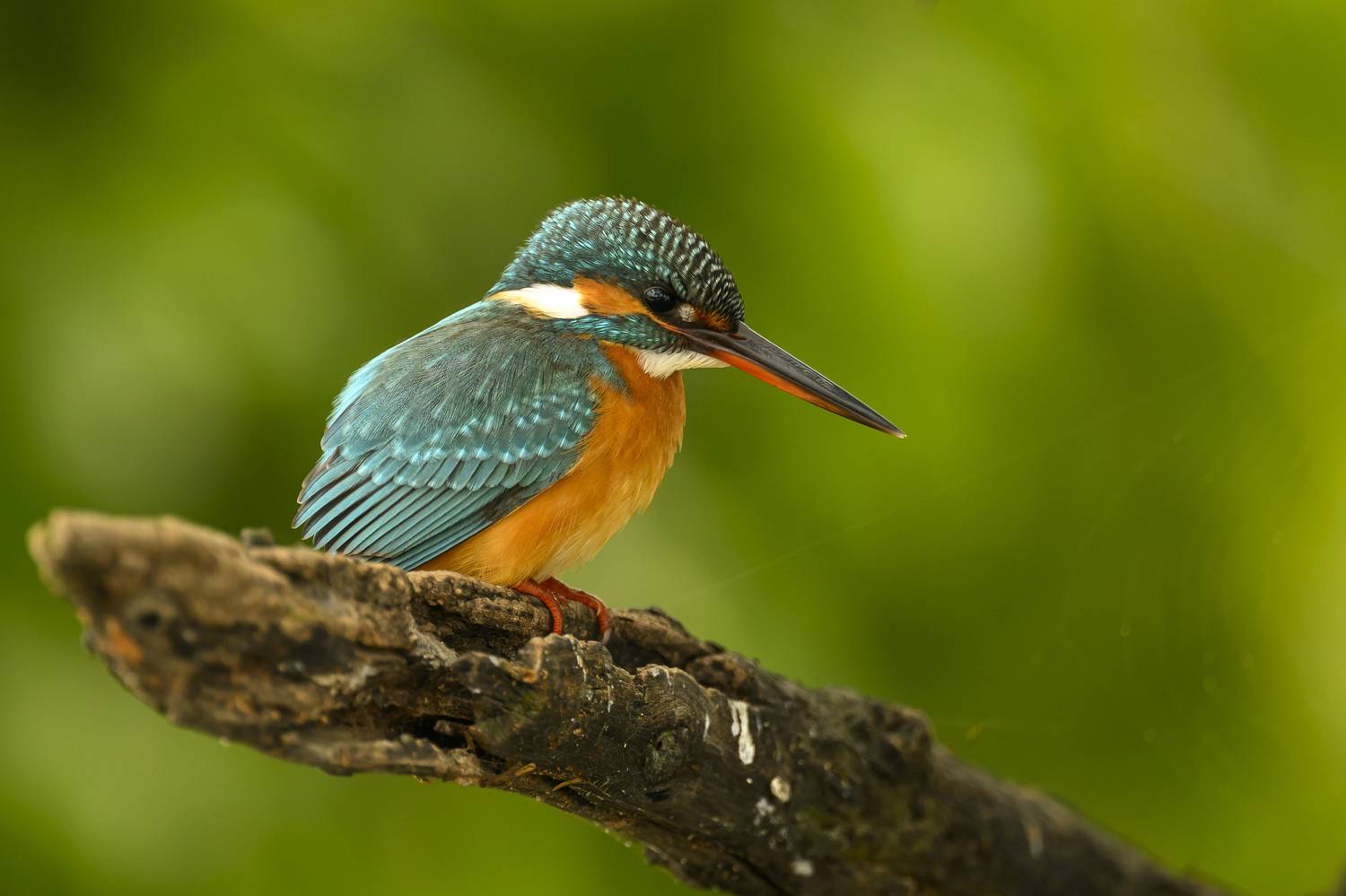 Фотография #13084604