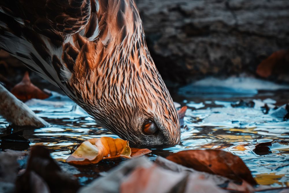 Photograph by Aman Wilson