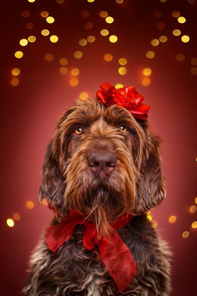 Photograph by Judit Márton