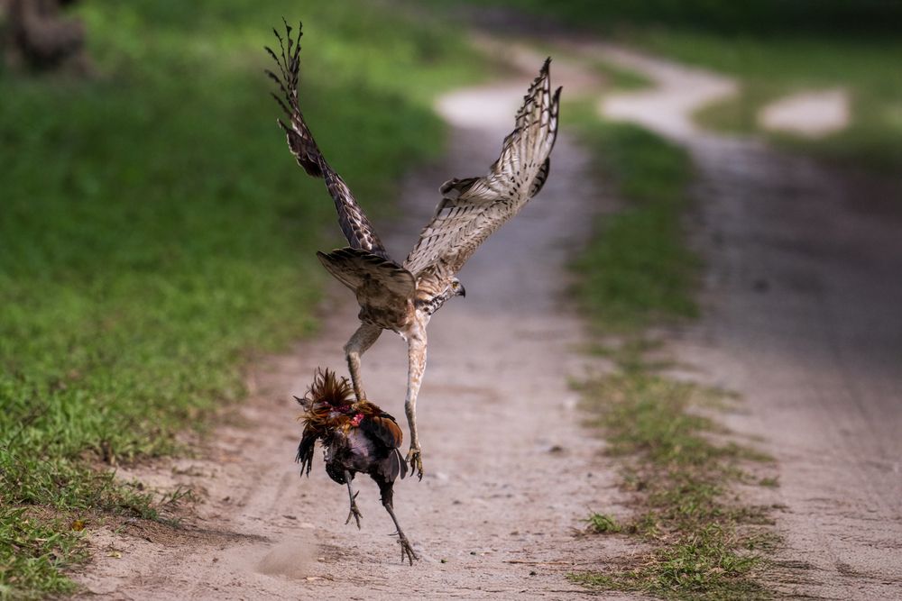 Photograph by Aman Wilson