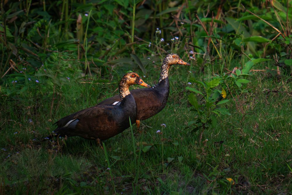 Photograph by Aman Wilson