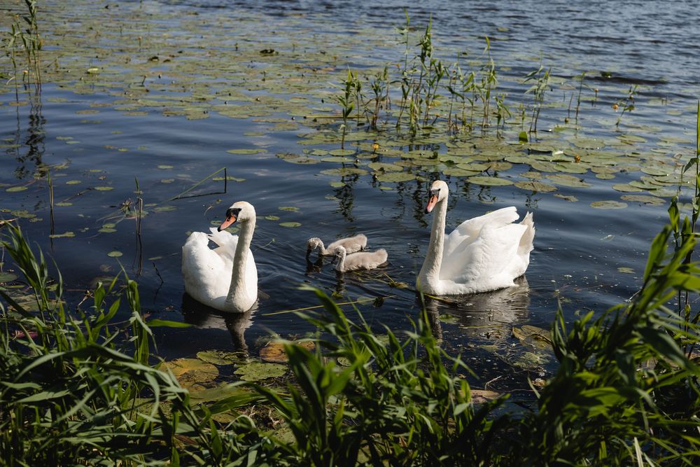 Фотография автора Svetlana Fomenko