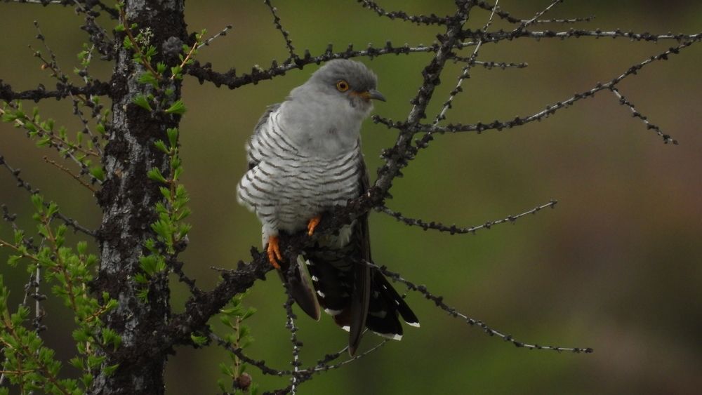 Фотография автора Мария Черница