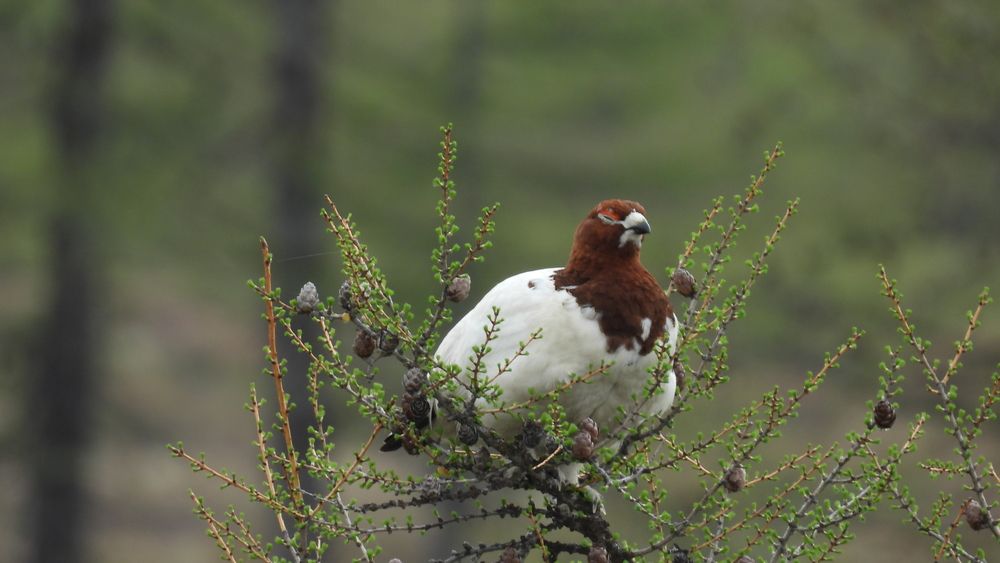 Фотография автора Мария Черница