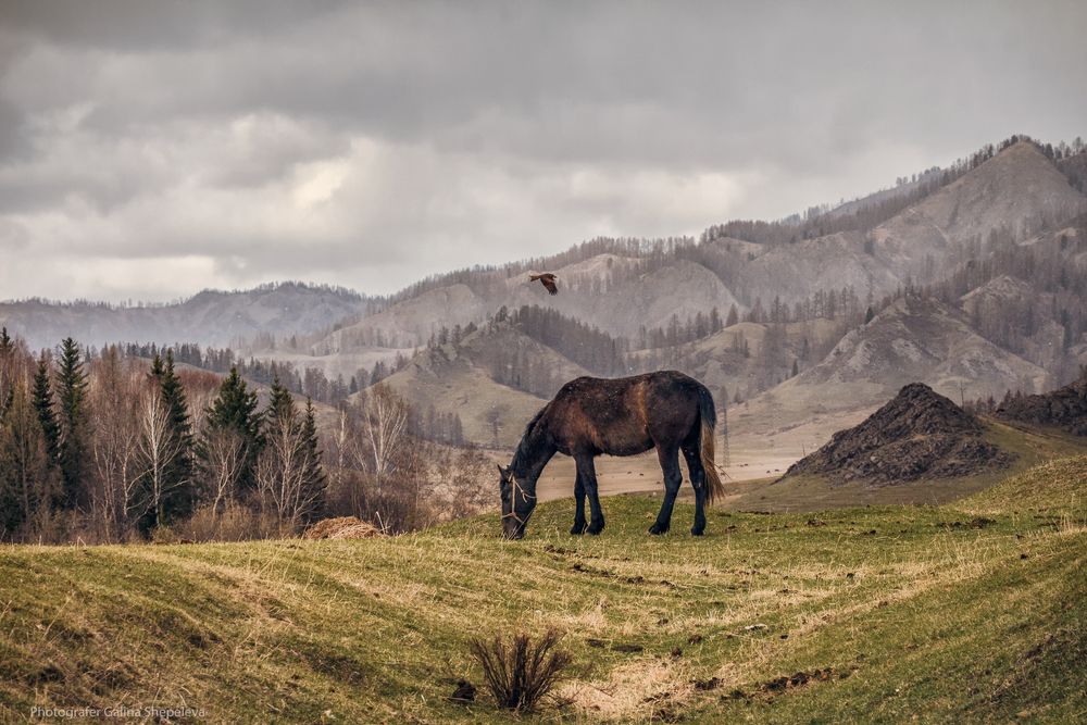 Фотография автора Галина Шепелева