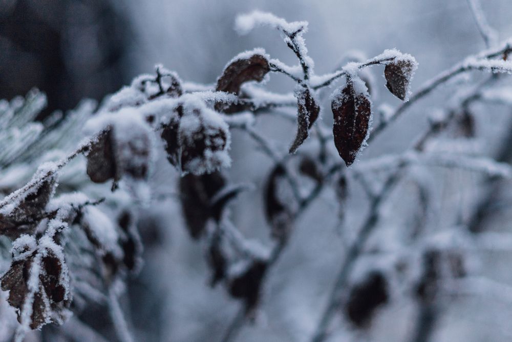 Photograph by Елена