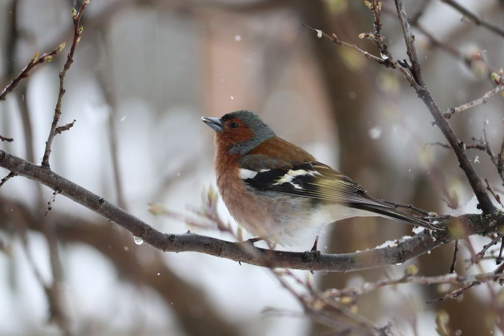 Photograph by Владимир Перминов