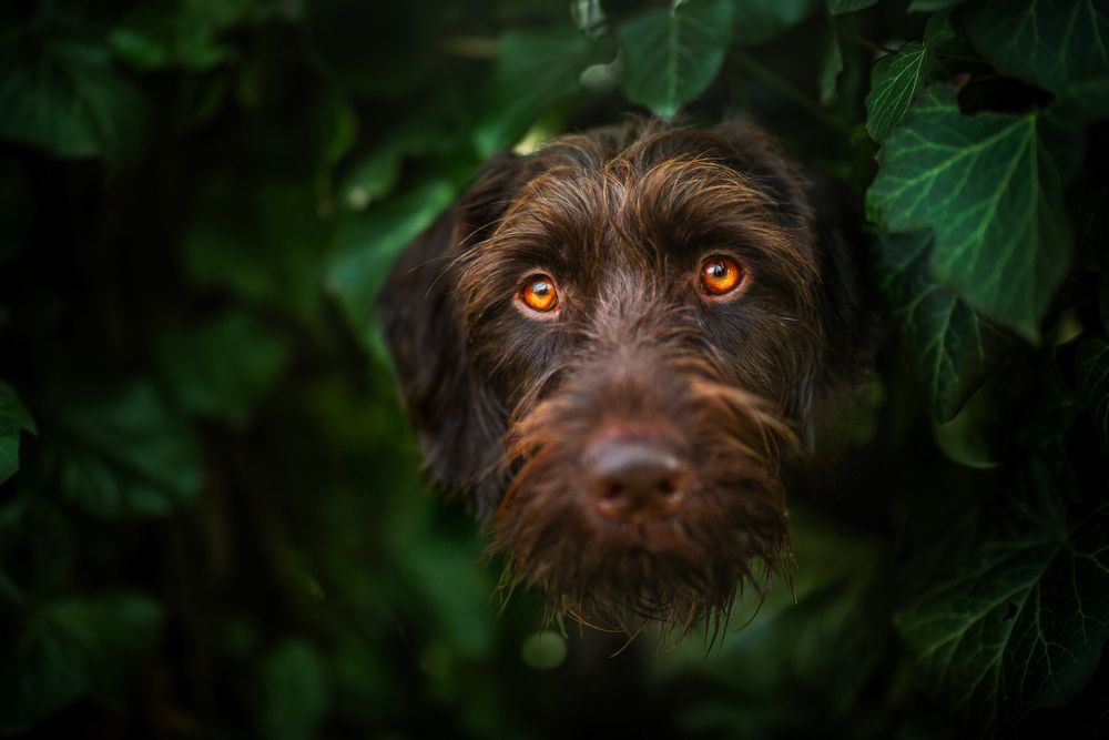 Eyes in the Green