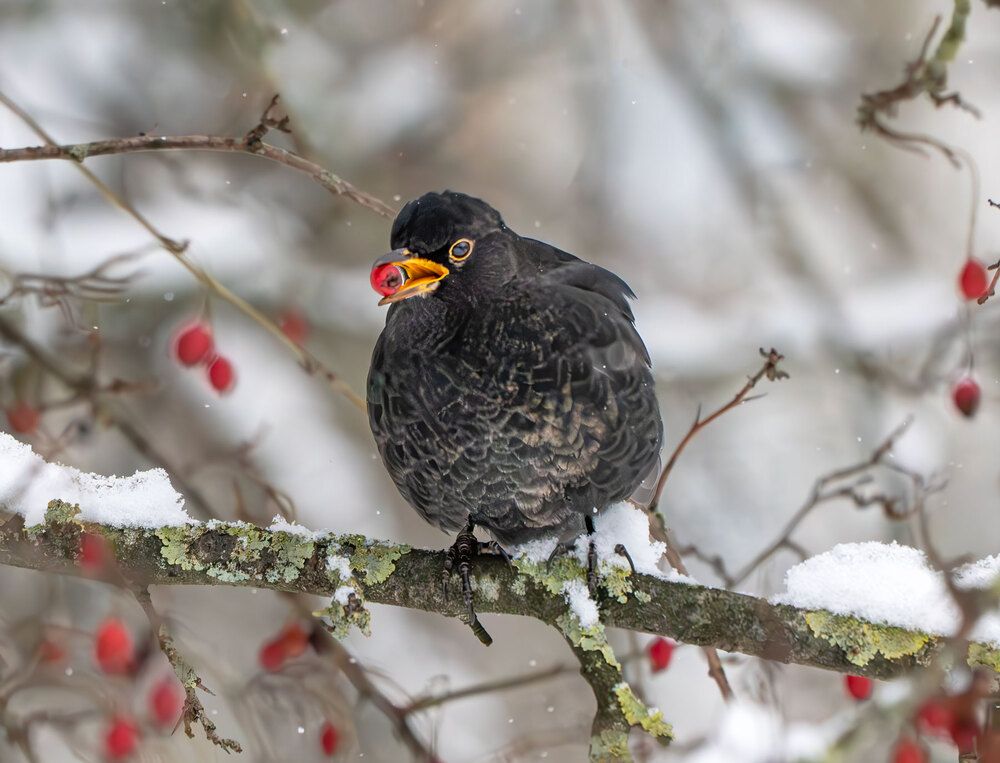 Photograph by Makarov Viktor