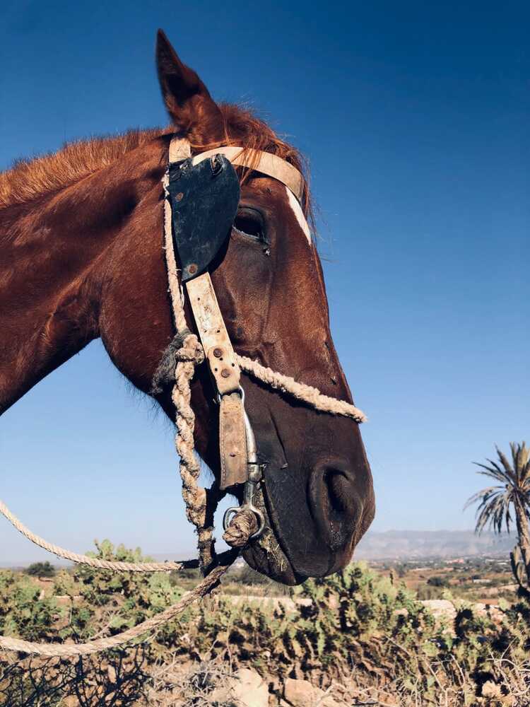 The brown head of a horse