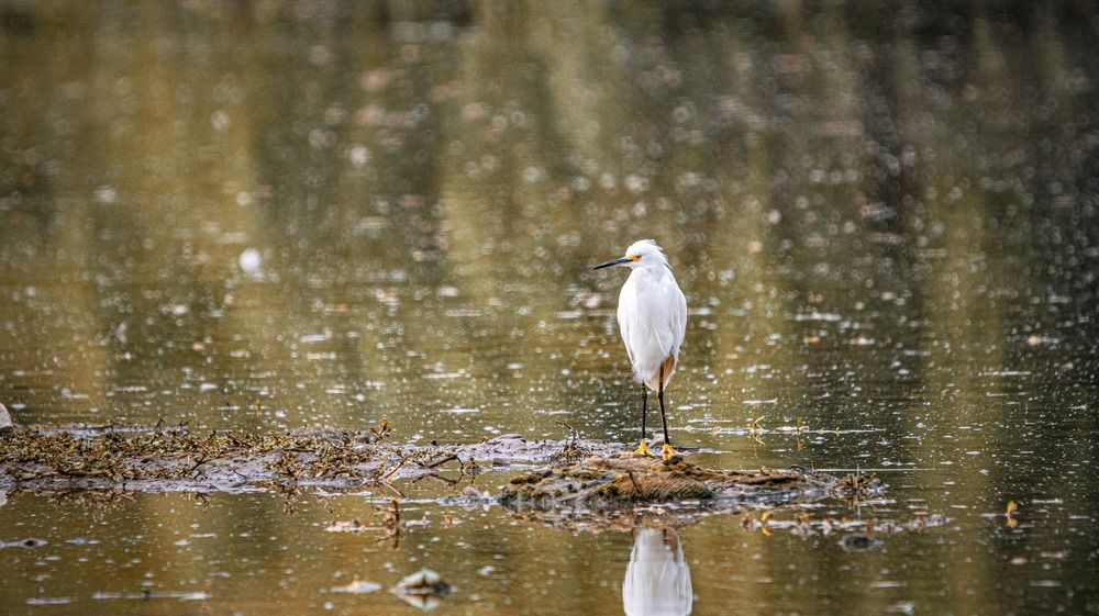 una garza solitaria