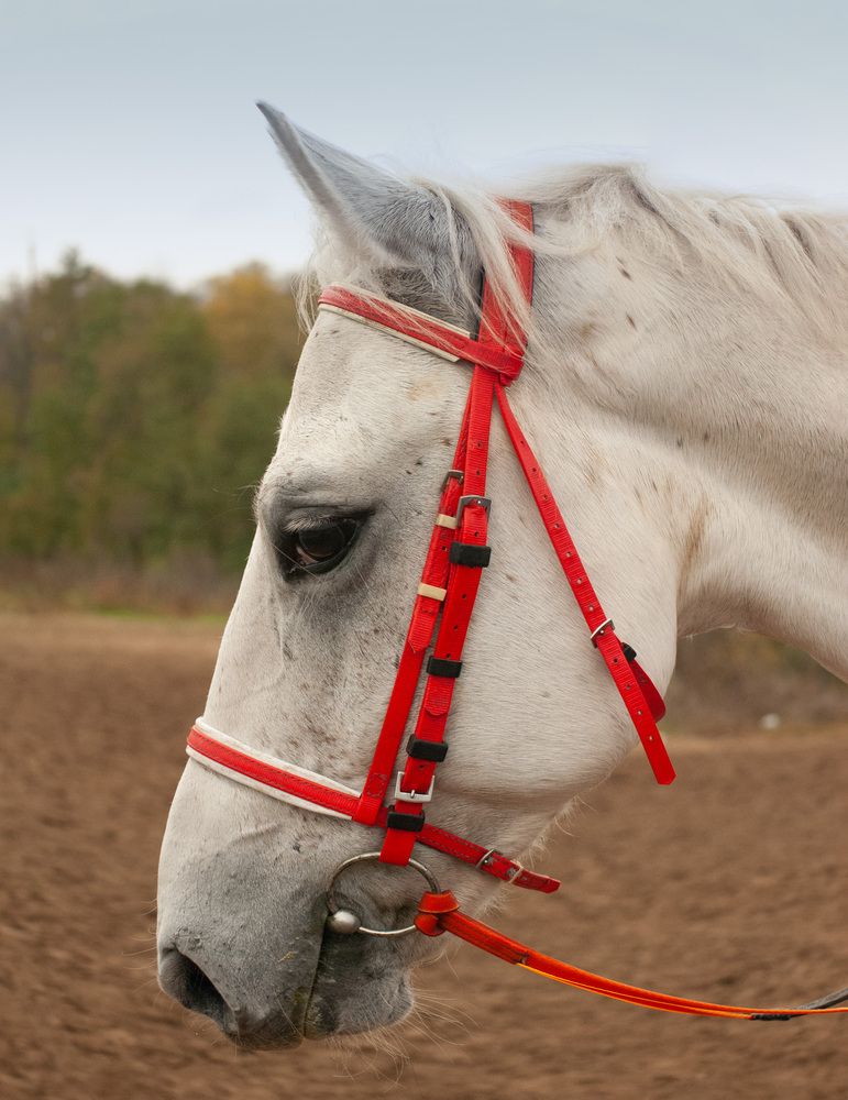 Photograph by Римма Волченко