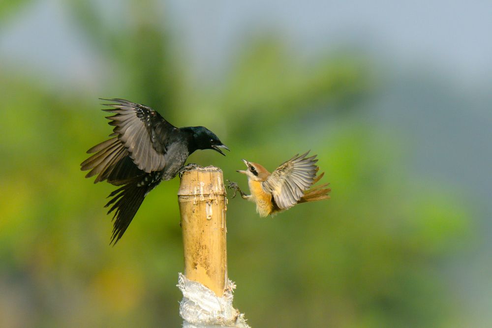 Bird Fighting Photography