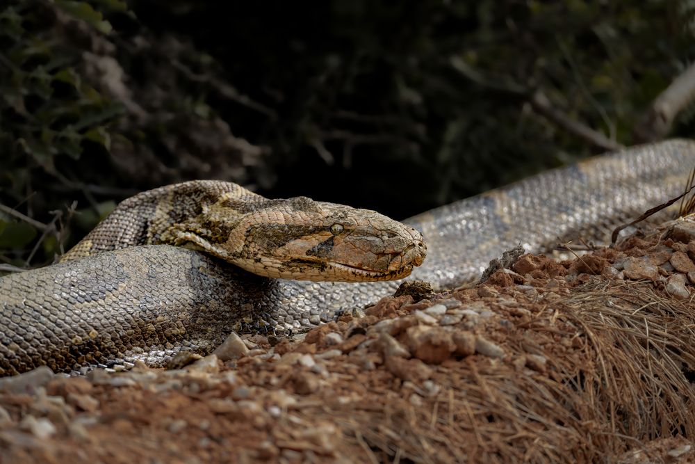 Indian Rock Python