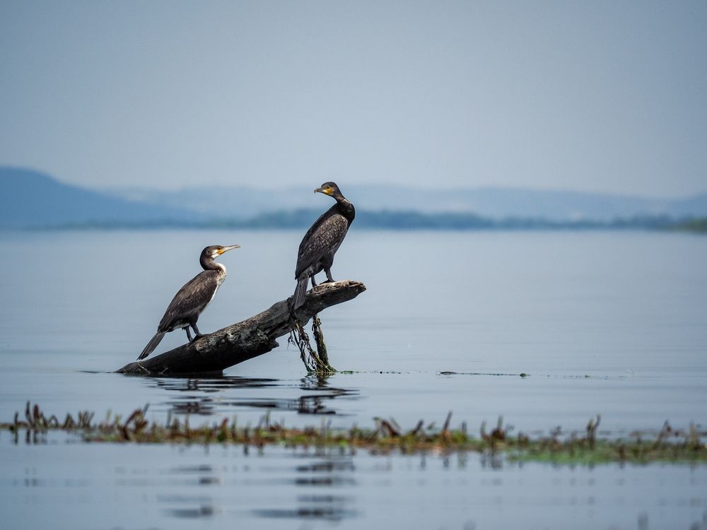 Photograph by Светлана Шибаршина