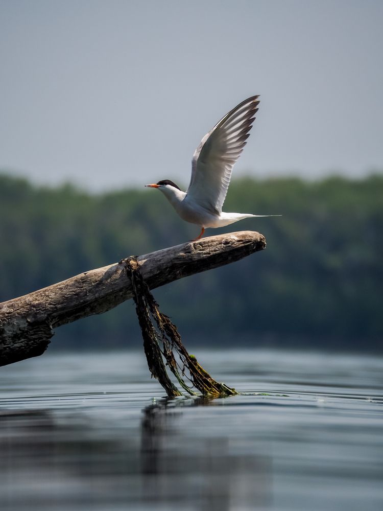 Photograph by Светлана Шибаршина