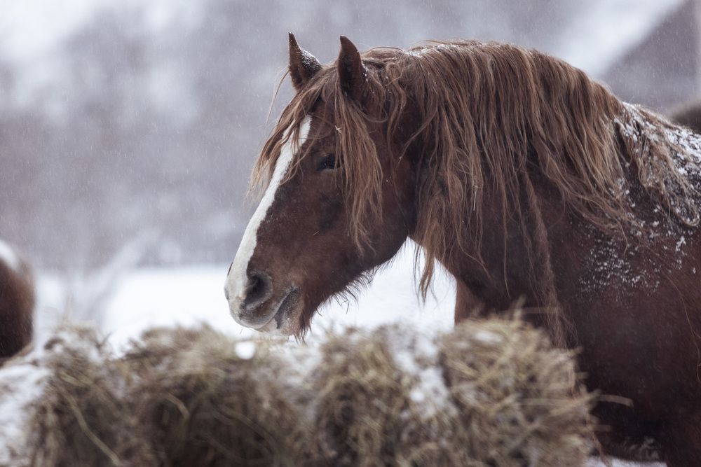 Photograph by Алексей Широбоков