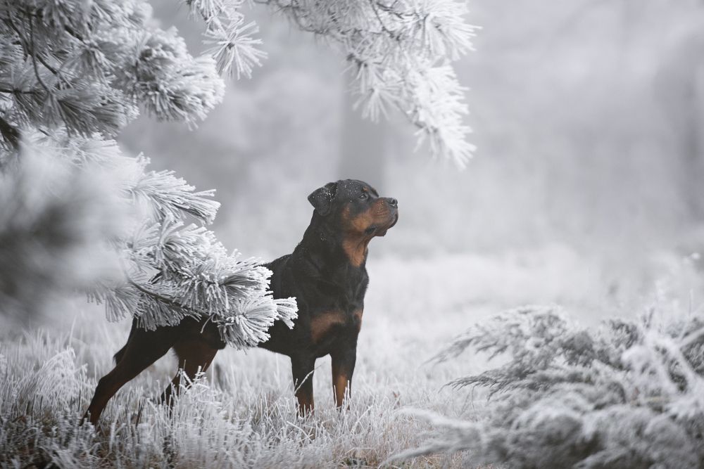 Photograph by Кудлай Яна